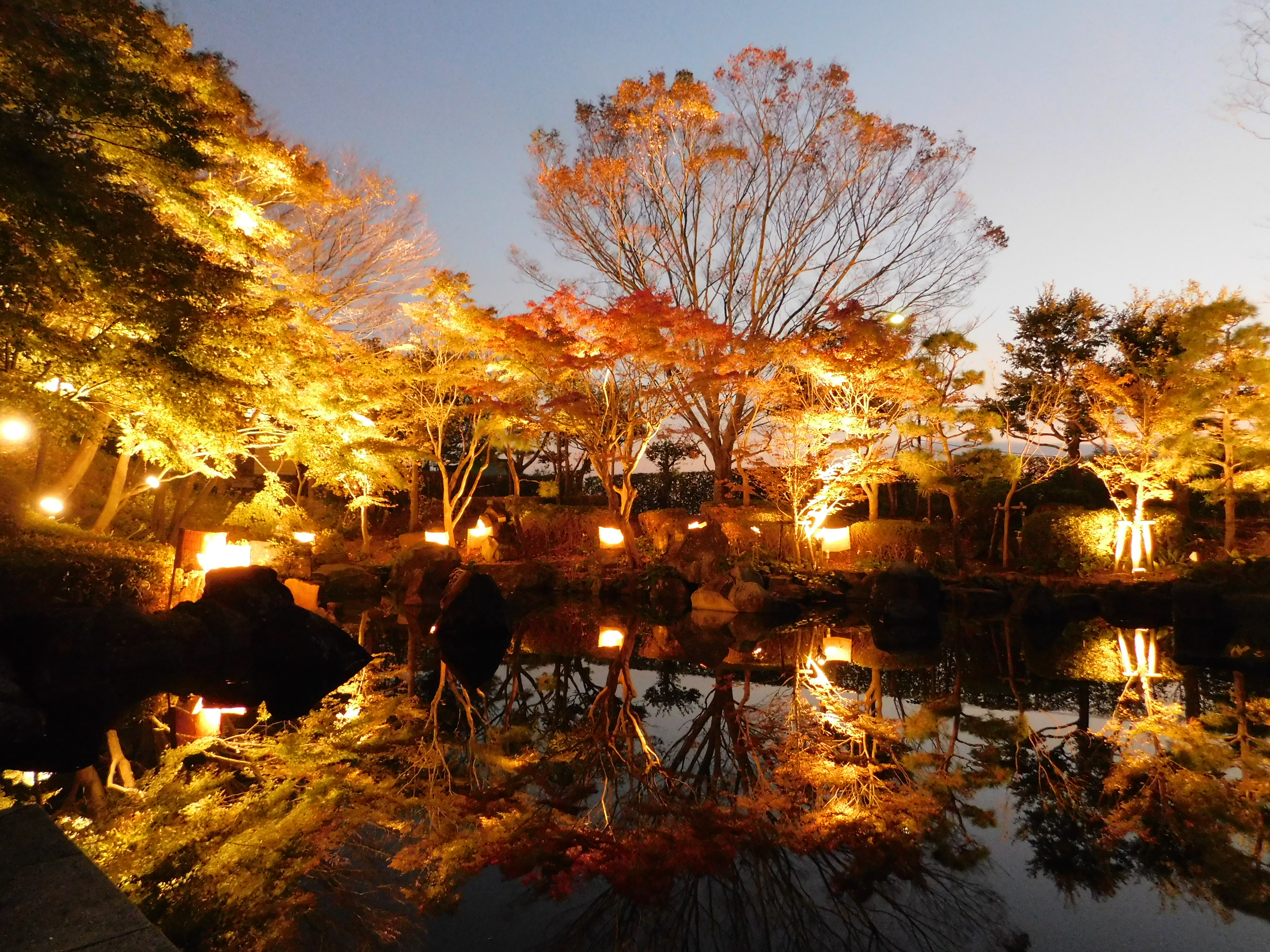大磯城山公園　もみじのライトアップ2025